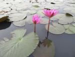 ภาพโดย(T.suwan)